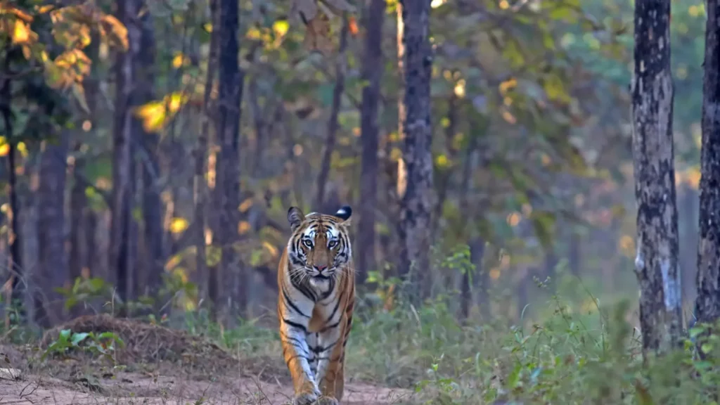 satpura wildlife sanctuary