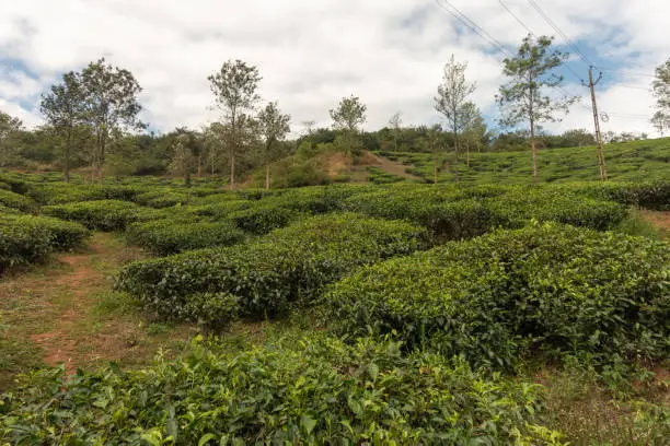 Wayanad, Kerala