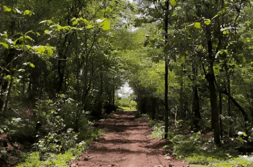 yawal wildlife sanctuary animals