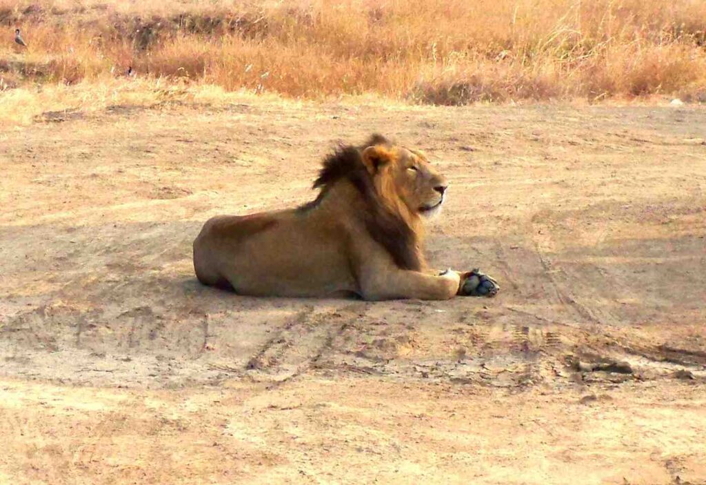 Gir National Park, India