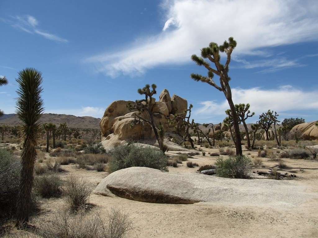 Joshua Tree National Park