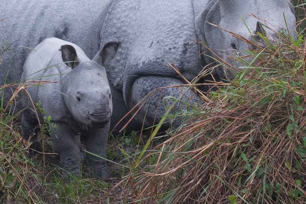 Kaziranga National Park, India