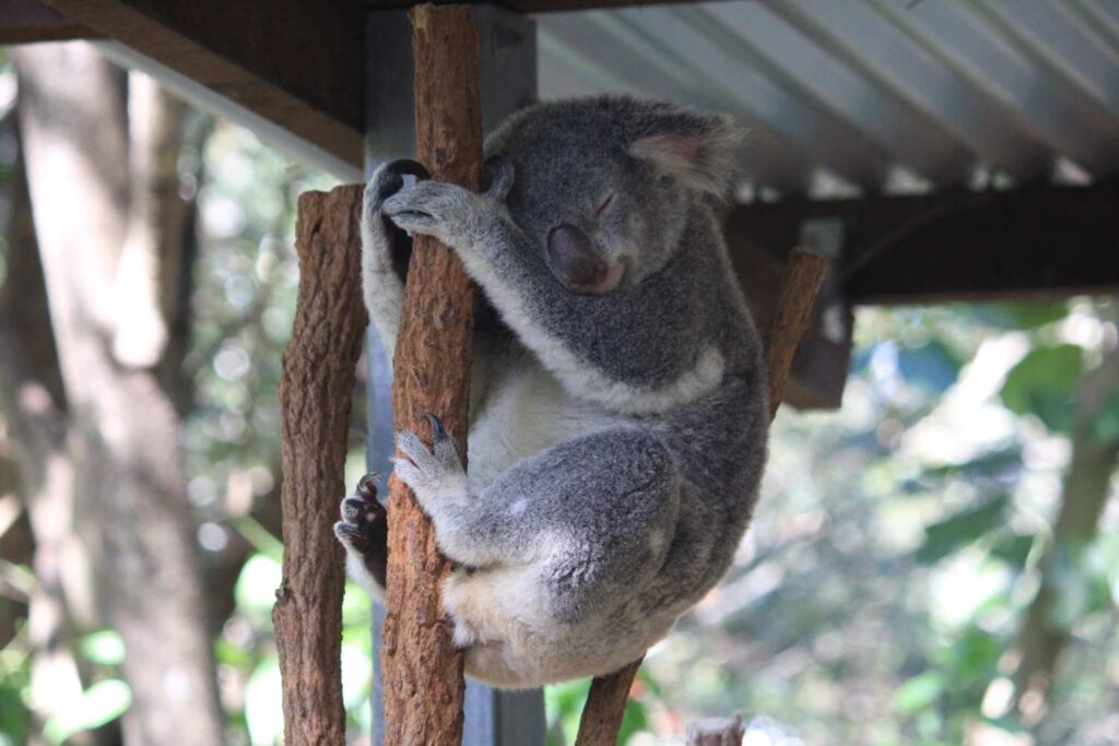 Lone Pine Sanctuary, Australia