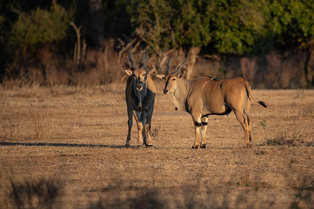 Mana Pools National Park Zimbabwe