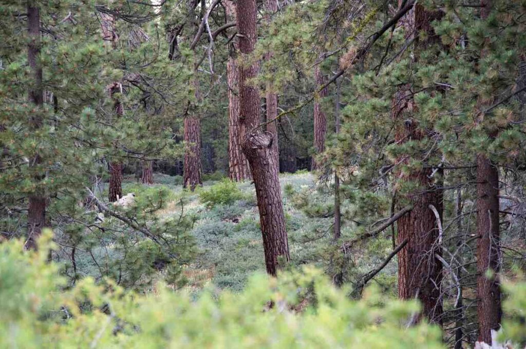 Mount Pinos Trail