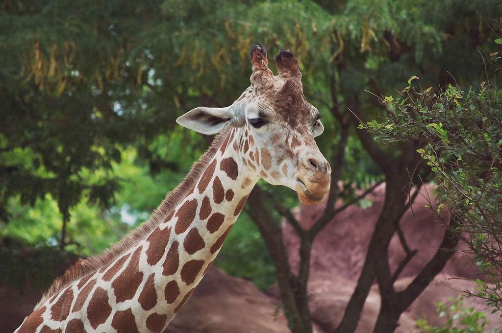 St. Louis Zoo