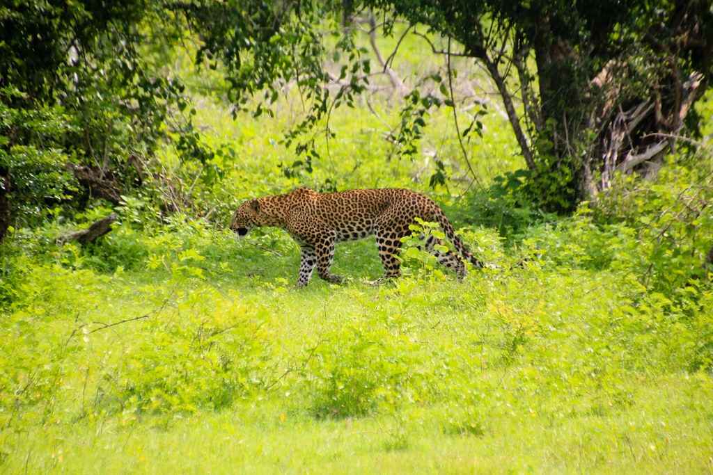 Yala National Park, Sri Lanka