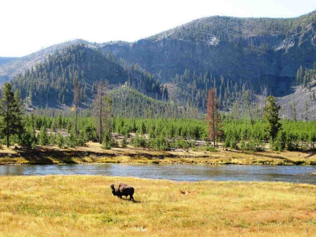 Yellowstone National Park, USA