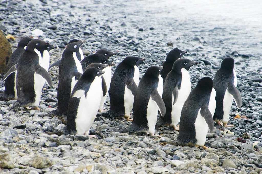 antarctica wildlife