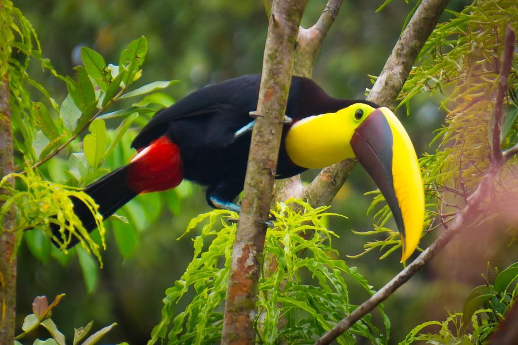 costa rica wildlife