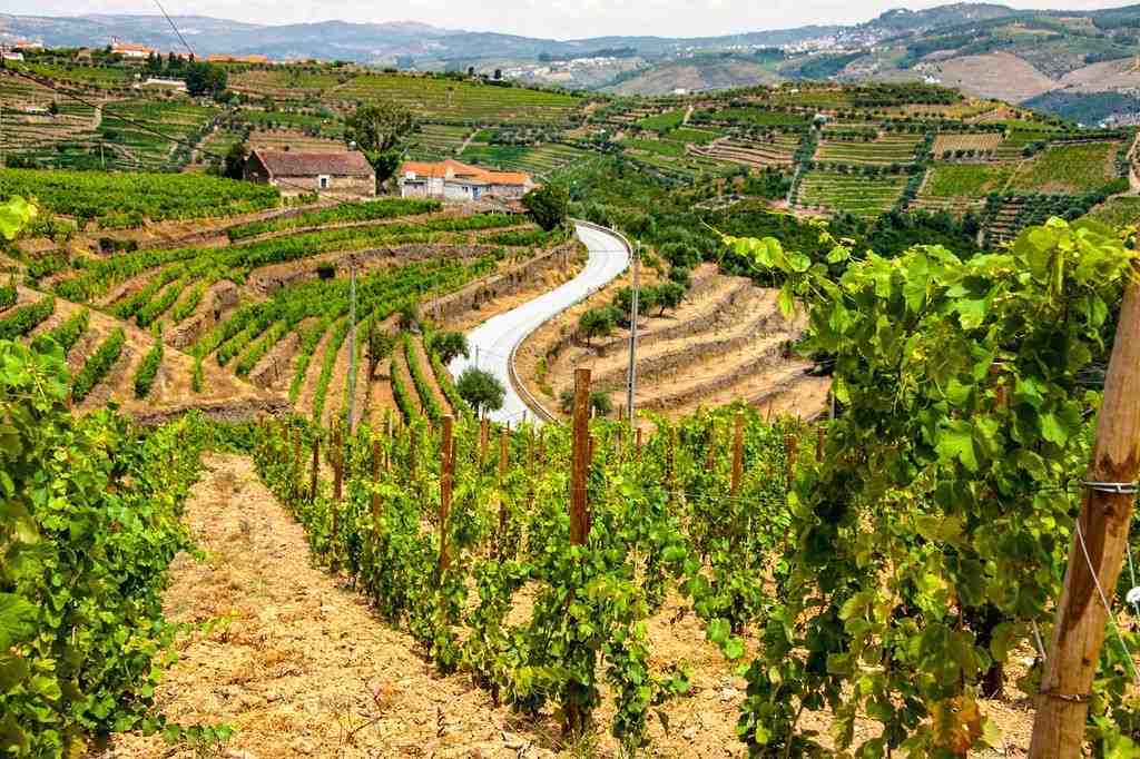 quaint Douro Valley vineyards