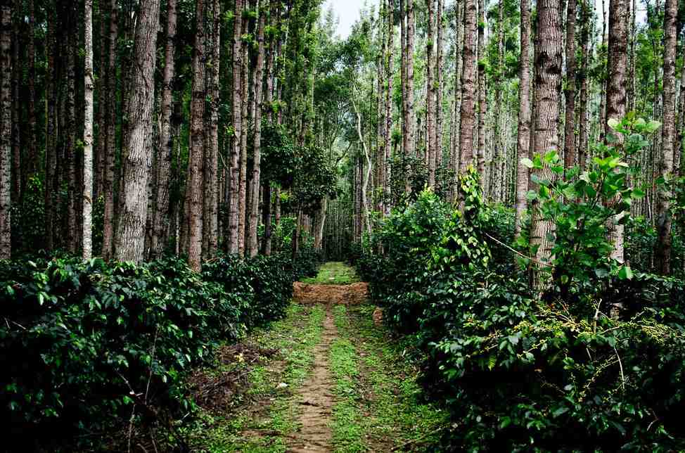 Chikmagalur