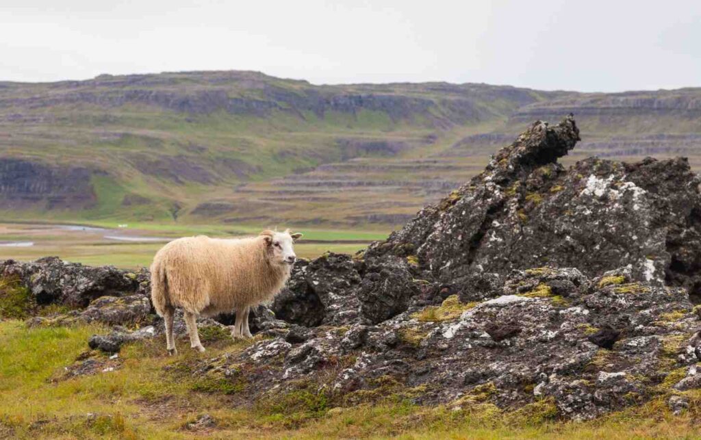 Iceland September and October