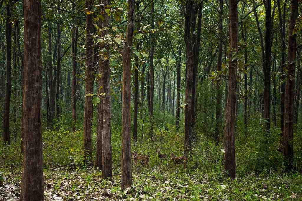 Nagarhole National Park