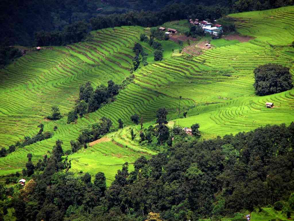 Terraced Farm, Sikkim