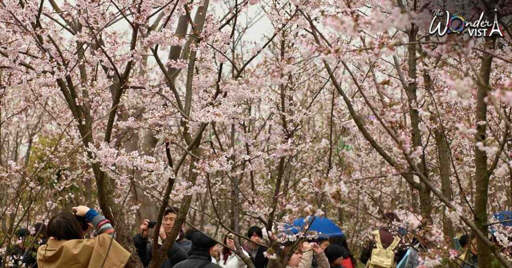 Cherry Blossom Festival, Japan