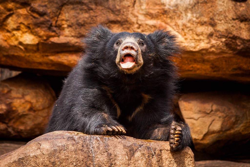 Daroji Sloth Bear Sanctuary, Karnataka