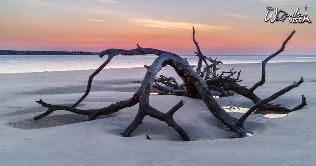 Driftwood Beach, Jekyll Island, Georgia