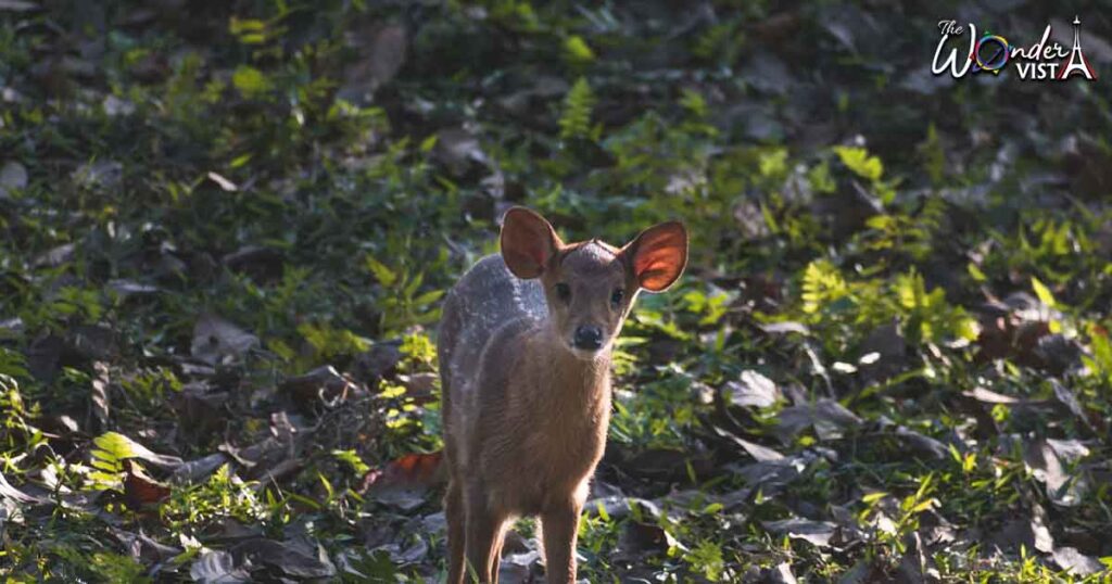 Kaziranga National Park, Assam