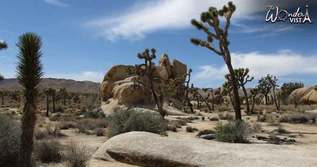 Joshua Tree National Park