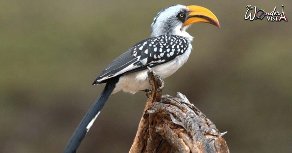 Long billed Hornbill