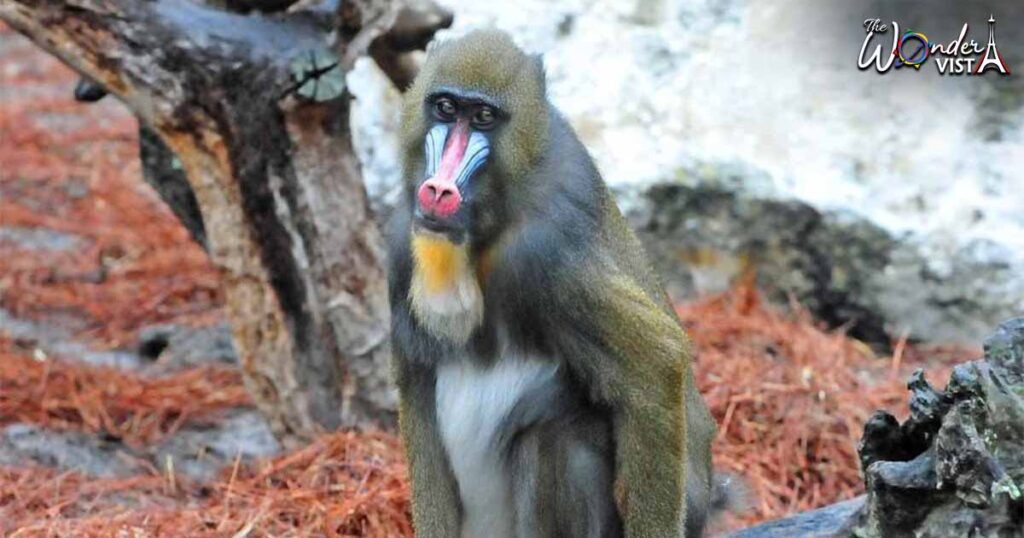 Mandrill