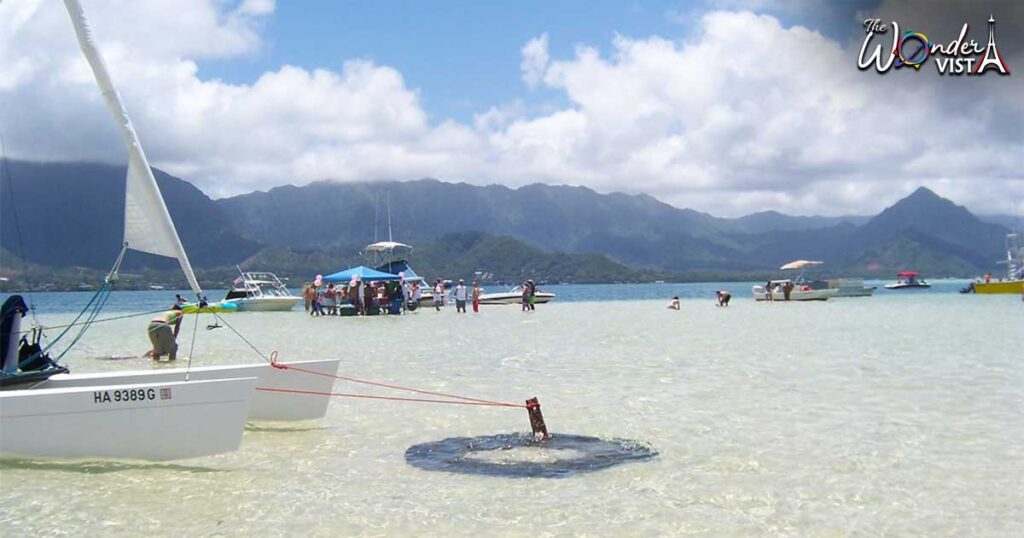 Visit the Kaneohe Sandbar